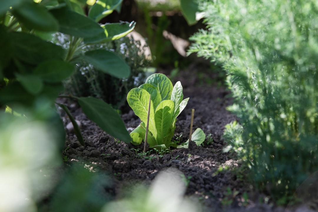 Photo Vegetable garden