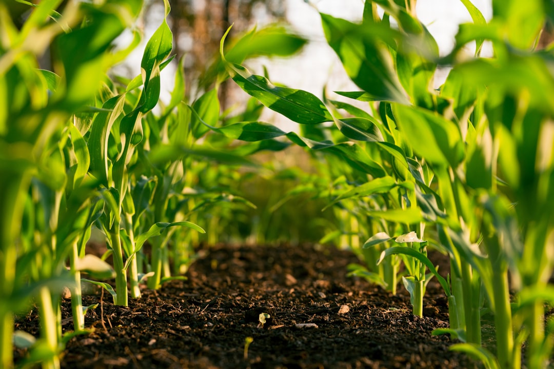 Photo Organic farming