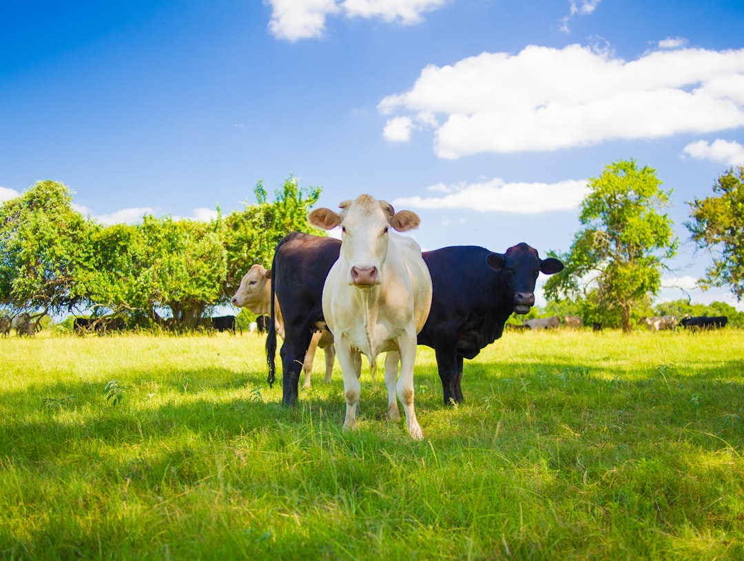 Photo Cattle ranch