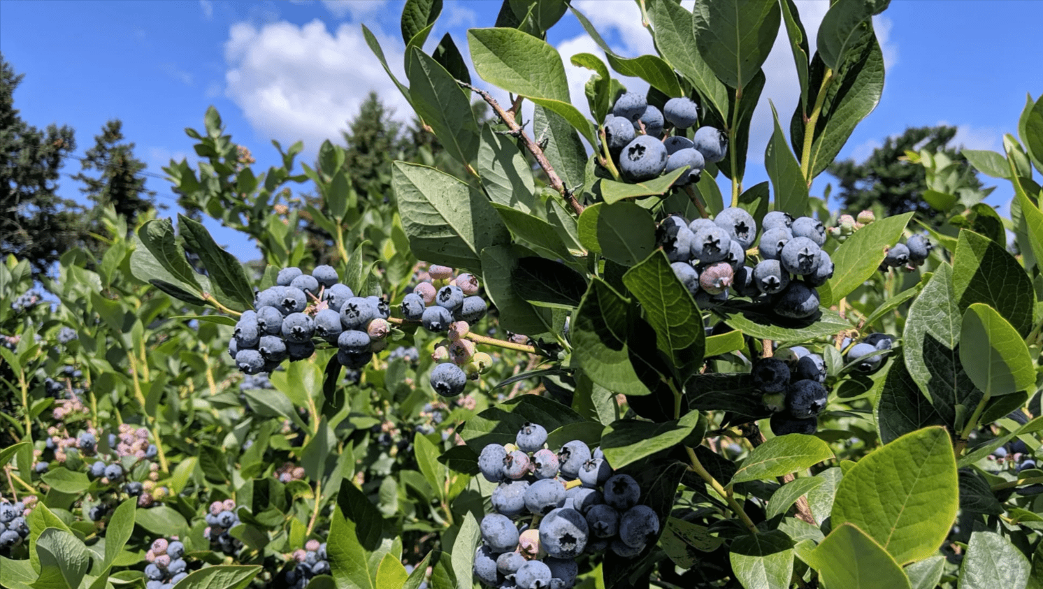 Right time to use Blueberry Fertilizer