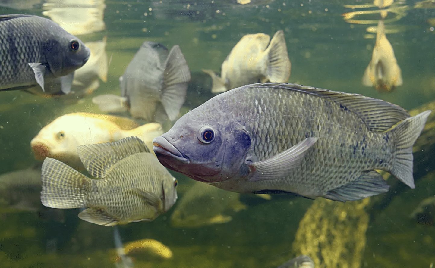 Tilapia Fish Bacteria